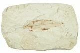 Miocene Fossil Leaf (Cinnamomum) - Augsburg, Germany #254155-1